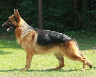 Боксер: фото, щенки, характер, уход, все о породе собак немецкий боксер |  Блог зоомагазина Zootovary.com