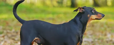 Немецкий пинчер: все о собаке, фото, описание породы, характер, цена