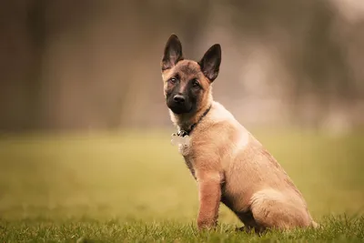 ТОП-30 немецких пород собак: общие черты, фото, описания