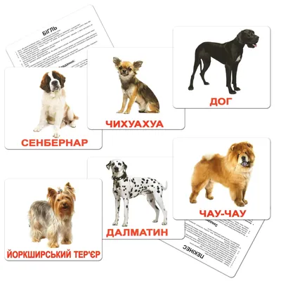 Немецкие породы собак — список с фотографиями и названиями