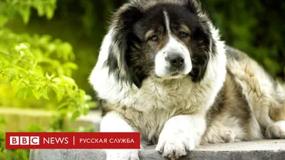 Отдаст за вас жизнь: названы топ-7 самых храбрых пород собак — УНИАН