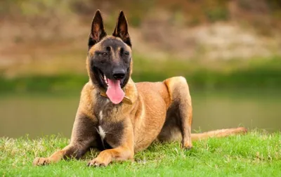 Немецкий дог - Порода собак - Информация и особенностях | Хиллс