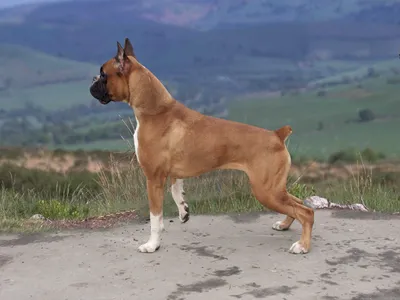 Чемпион по храпу среди собак- порода немецкий Боксер | Собака с кинологом |  Дзен