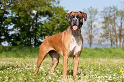 Немецкий боксёр собака королева …» — создано в Шедевруме