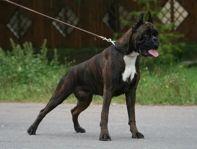 Боксер собака: фото, характер, описание породы