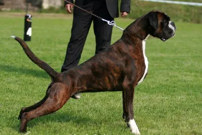 Немецкий боксер - Питомник собак породы немецкий боксер IRBOKS