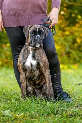 мощный немецкий боксер породы собака стоит на зеленом газоне Стоковое Фото  - изображение насчитывающей коробки, родословная: 223688836