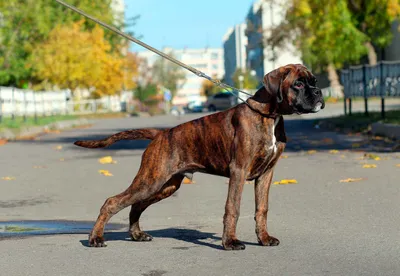 Большой немецкий боксер породы собак крупным планом на поводке возле  хозяйки | Премиум Фото