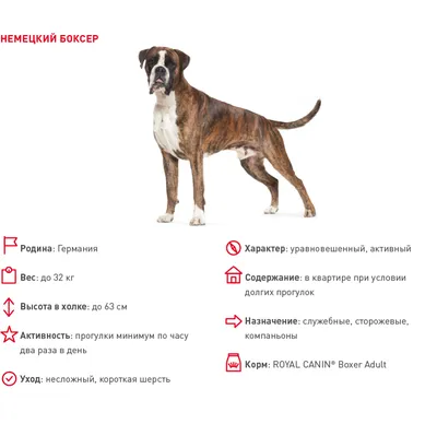 Собака для Души 💕 Немецкий Боксер и не только! | Facebook