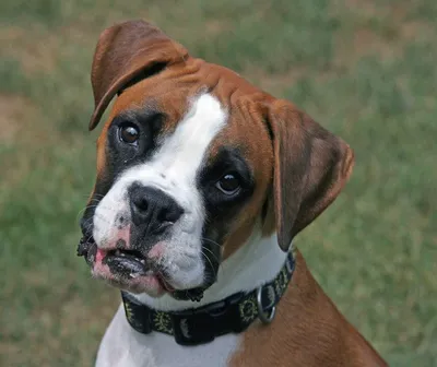 Портрет боксер с длинными ушами, пакостный намордник собаки немецкий в  слюне Стоковое Фото - изображение насчитывающей смешно, пакостно: 124971010