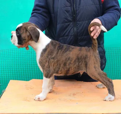 Фигурка Papo немецкий Боксер Собака 7 см, Папо 54019 - купить с доставкой  по выгодным ценам в интернет-магазине OZON (824988046)