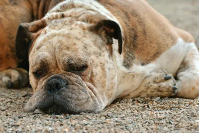 Пропала собака породы немецкий боксер в Чехове, вознаграждение за возврат.  | Pet911.ru
