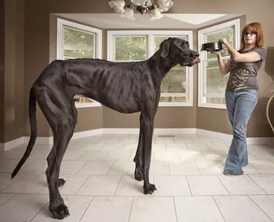 Немецкий Дог: Самая большая собака в мире! | Книга животных | Дзен