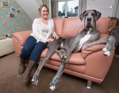 Датский дог Мэйджор может стать самой высокой собакой в мире (8 фото)