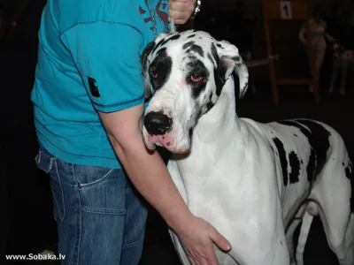 Самая высокая в мире собака умерла. Трехлетний дог был огромным и милым |  РБК Life