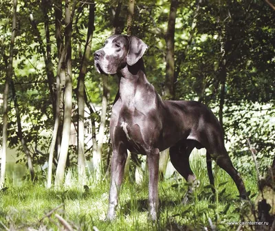 Самый высокий пес в мире скончался от рака костей в три года – фото и видео