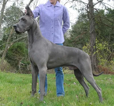 НЕМЕЦКИЙ ДОГ (Great Dane) (Deutsche Dogge)