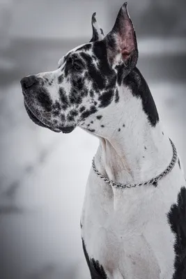 Немецкий дог. Great Dane. | ВКонтакте