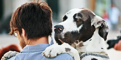 glavnaya - Luxury Style Питомник немецких догов. Nursery of the German  Great Danes Luxury style Crimea,Ukraine