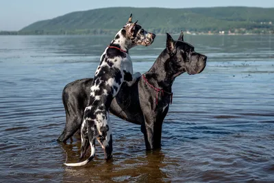 Ученые установили, что собаки не любят обниматься - Афиша Daily