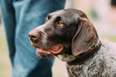 Немецкий дратхаар - описание породы, размеры и фото собаки | Цена дратхаара  | Pet-Yes