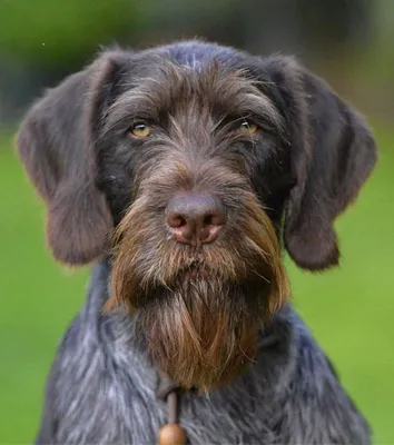 Немецкий дратхаар - описание породы собак: характер, особенности поведения,  размер, отзывы и фото - Питомцы Mail.ru
