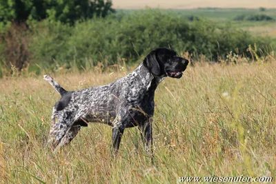 Дратхаар собака фото, описание породы, цена щенков, отзывы владельцев