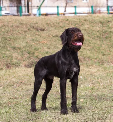 Пропала собака по улице Ихсанова(порода немецкий дратхаар)прошу вернуть за  вознограждение тел:87752551525 | Instagram