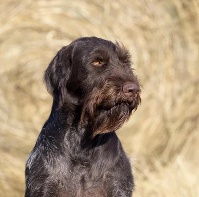 Курцхаар или немецкая короткошерстная легавая - Hunting dog