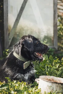 Порода пса Фрая Сеймура - немецкий дратхаар | Пикабу