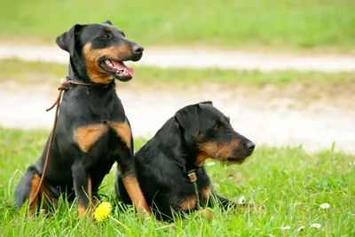 Ягдтерьер (Немецкий ягдтерьер) / Deutcher Jagdterrier (German Hunting  Terrier) - PetsPoint.ru