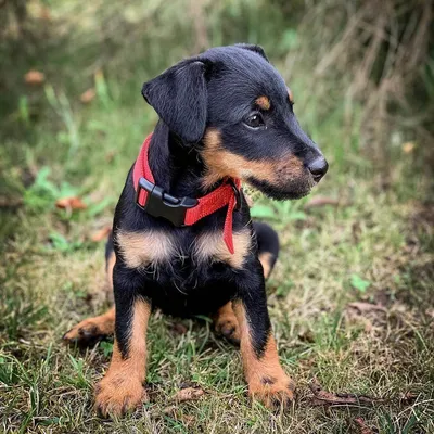 Фотографии к статье: Немецкий ягдтерьер (Deutscher Jagdterrier) / Советы по  уходу и воспитанию породы собак, описание собаки, помощь при болезнях,  фотографии, дискусии и форум.