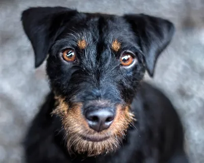 Фотографии к статье: Немецкий ягдтерьер (Deutscher Jagdterrier) / Советы по  уходу и воспитанию породы собак, описание собаки, помощь при болезнях,  фотографии, дискусии и форум.