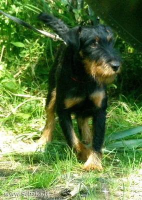 Фотографии к статье: Немецкий ягдтерьер (Deutscher Jagdterrier) / Советы по  уходу и воспитанию породы собак, описание собаки, помощь при болезнях,  фотографии, дискусии и форум.