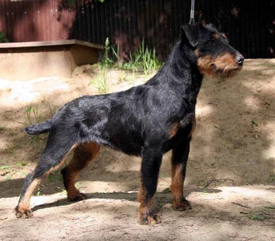 SOBAKI.PRO | Породы собак | Немецкий ягд-терьер | Фото 46546