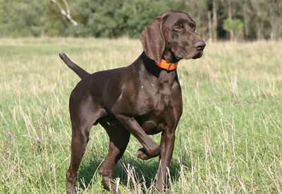 Курцхаар: описание породы, 🐕 характер собаки, содержание, фото