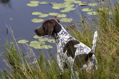 Характеристика и описание породы курцхаар немецкий - Собаки - Вопросы ответы