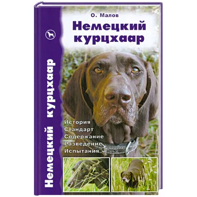 Немецкий курцхаар, на охоте в лесу…» — создано в Шедевруме