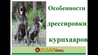 Архив Продам щенков немецкого курцхаара ✔️ 12 000 грн. ᐉ Курцхаар в Киеве  на BON.ua 97946925