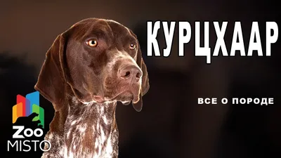Щенок Немецкий курцхаар 4 месяца, 20 дней купить Санкт-Петербург | Pet-Yes