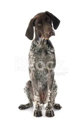 Порода собак немецкий курцхаар (61 фото) - картинки sobakovod.club