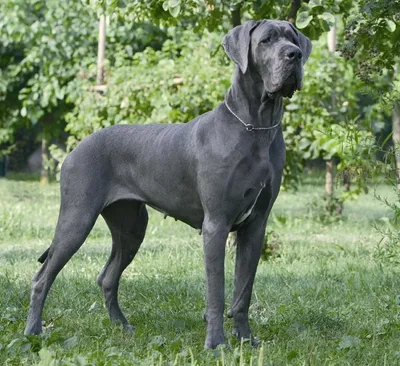 Немецкий дог | Great dane dogs, Dane dog, Dane puppies