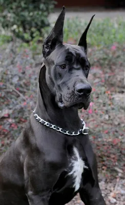 Немецкий дог | Great dane dogs, Dane dog, Dane puppies