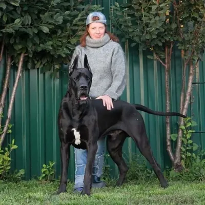 Немецкий дог - одна из самых высоких в мире собак