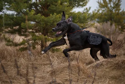 Немецкий Mastiff живя в Бельгии Стоковое Фото - изображение насчитывающей  парк, вал: 124565452