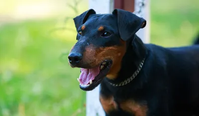 Немецкий ягдтерьер: все о собаке, фото, описание породы, характер, цена