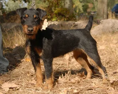 Ягдтерьер – собака одного хозяина родом из Германии | Собаки |  Dogsacademy.ru | Дзен