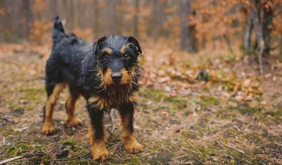 Немецкий ягдтерьер: все о собаке, фото, описание породы, характер, цена