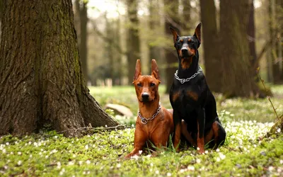 Немецкий пинчер собака: описание, характер, фото, цена