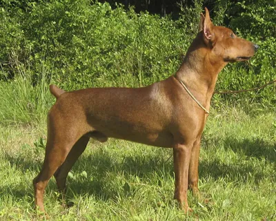 Немецкий пинчер породы собак германии - 65 фото